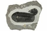 Detailed Morocops Trilobite Fossil - Morocco #204301-5